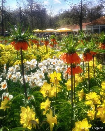 Ogród Keukenhof. Tulipanowy raj.