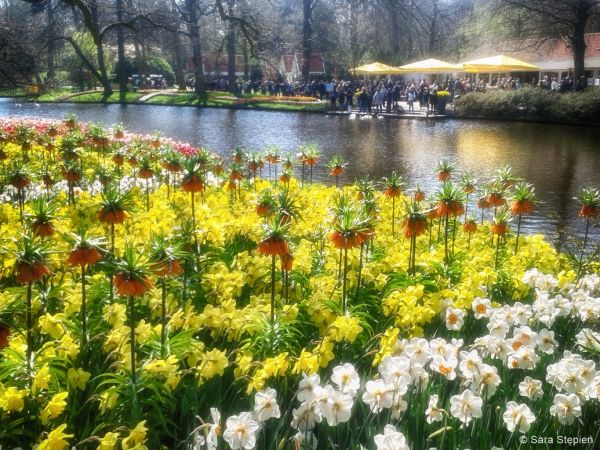 Ogród Keukenhof. Tulipanowy raj.