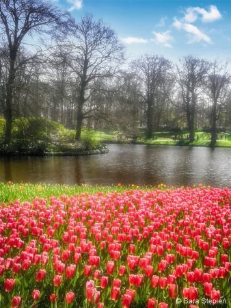 Ogród Keukenhof. Tulipanowy raj.