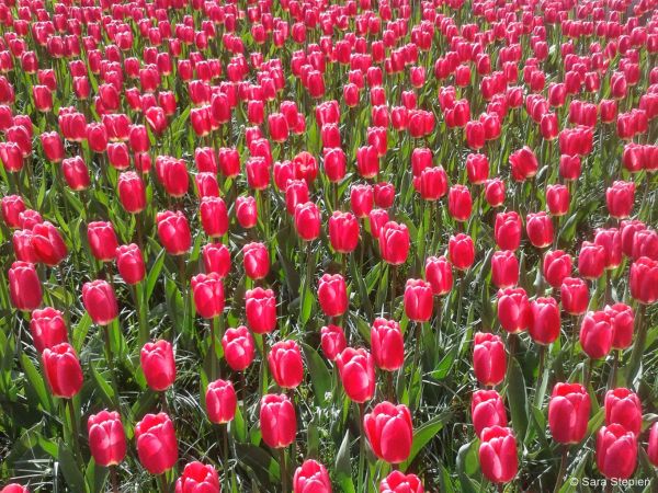 Ogród Keukenhof. Tulipanowy raj.