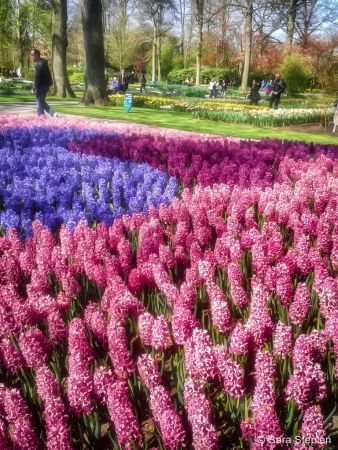 Ogród Keukenhof. Tulipanowy raj.