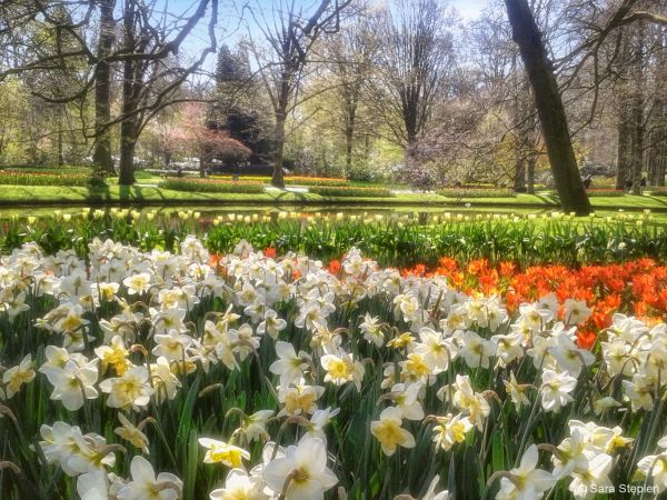 Ogród Keukenhof. Tulipanowy raj.