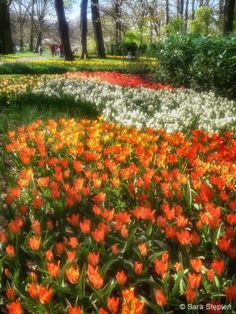 Ogród Keukenhof. Tulipanowy raj.