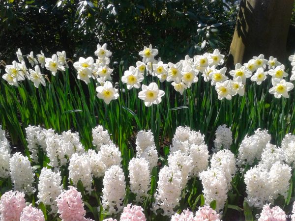 Ogród Keukenhof. Tulipanowy raj.