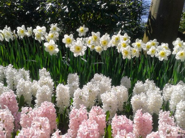 Ogród Keukenhof. Tulipanowy raj.