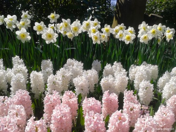 Ogród Keukenhof. Tulipanowy raj.