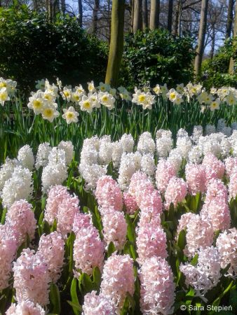 Ogród Keukenhof. Tulipanowy raj.