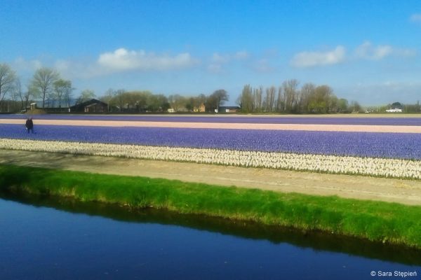 Ogród Keukenhof. Tulipanowy raj.