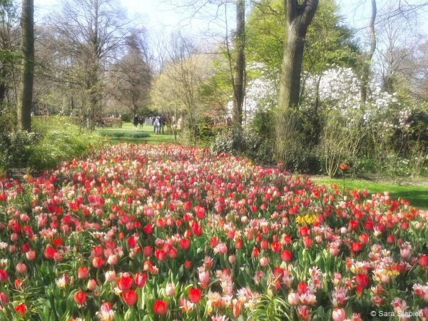 Ogród Keukenhof. Tulipanowy raj.