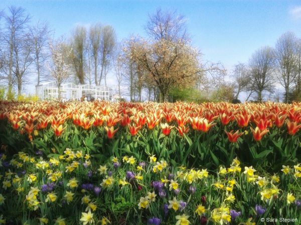 Ogród Keukenhof. Tulipanowy raj.