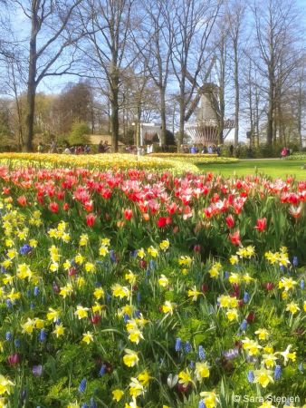 Ogród Keukenhof. Tulipanowy raj.