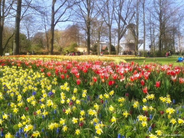 Ogród Keukenhof. Tulipanowy raj.