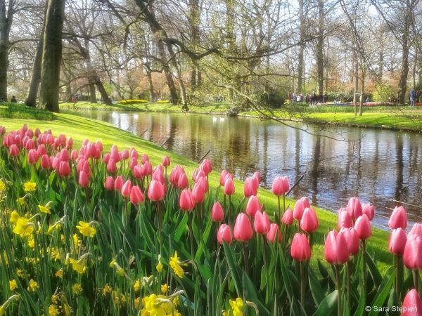 Ogród Keukenhof. Tulipanowy raj.