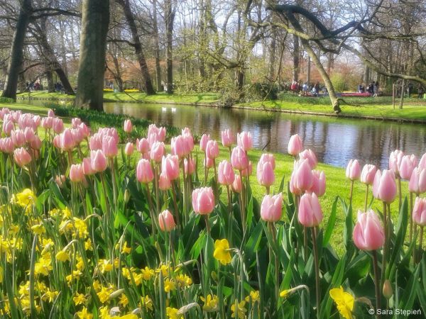 Ogród Keukenhof. Tulipanowy raj.