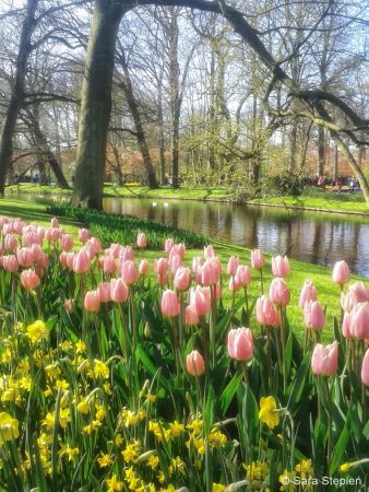 Ogród Keukenhof. Tulipanowy raj.