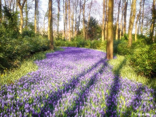 Ogród Keukenhof. Tulipanowy raj.
