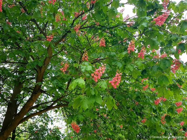 Łazienki Królewskie w Warszawie