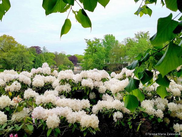 Łazienki Królewskie w Warszawie