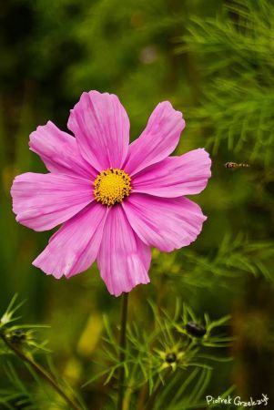 Fotografia przyrodnicza