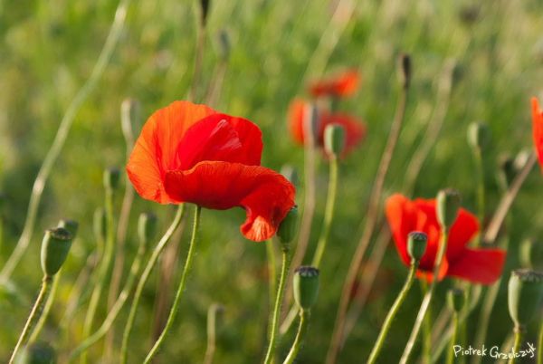 Fotografia przyrodnicza