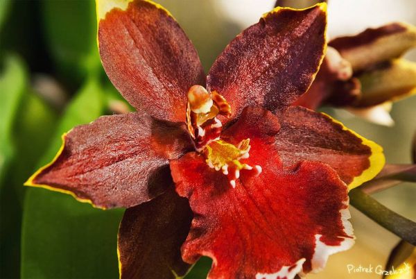 Fotografia przyrodnicza