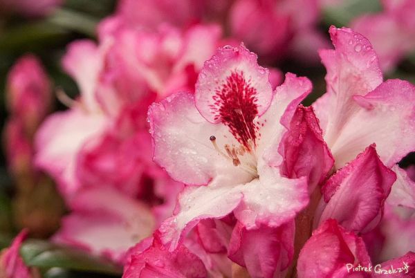 Fotografia przyrodnicza