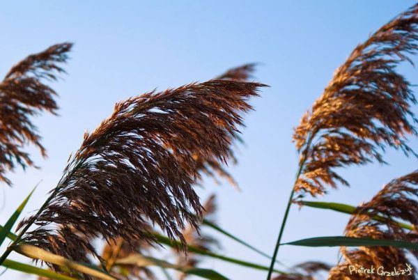 Fotografia przyrodnicza