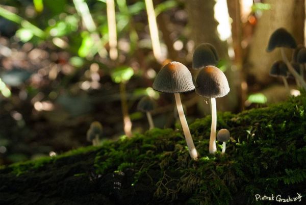 Fotografia przyrodnicza