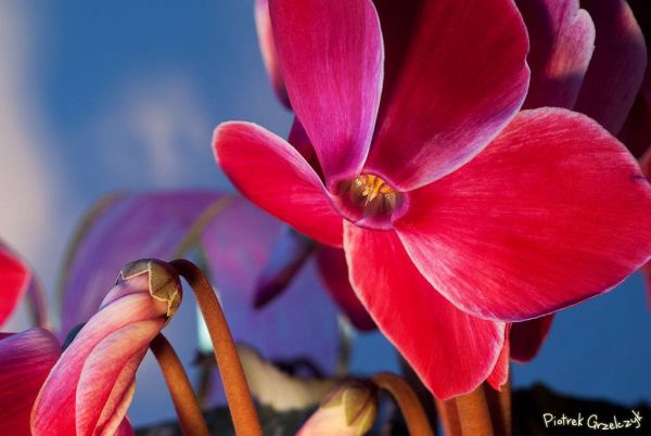 Fotografia przyrodnicza