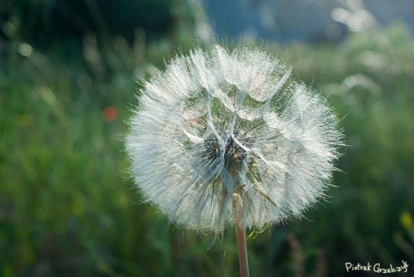 Fotografia przyrodnicza
