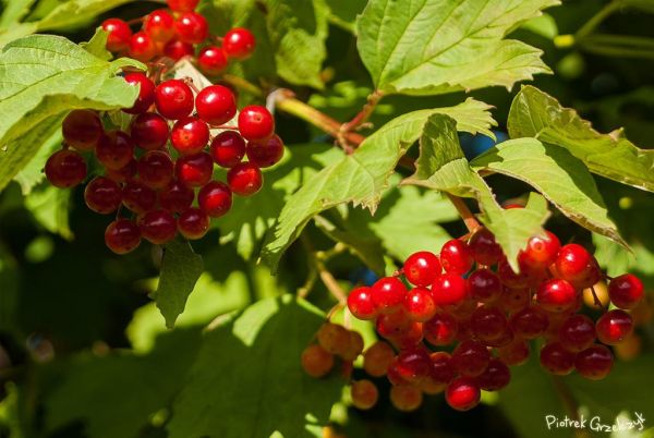 Fotografia przyrodnicza