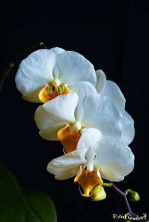 Fotografia przyrodnicza