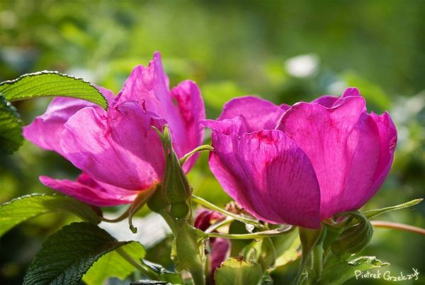 Fotografia przyrodnicza