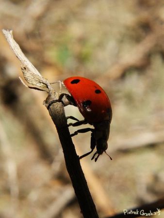 Fotografia przyrodnicza