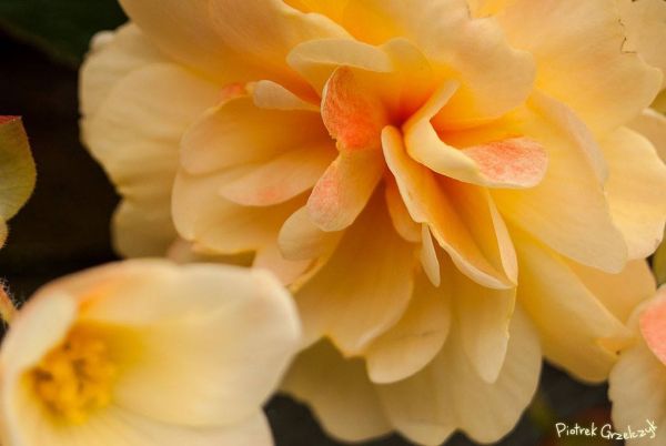 Fotografia przyrodnicza