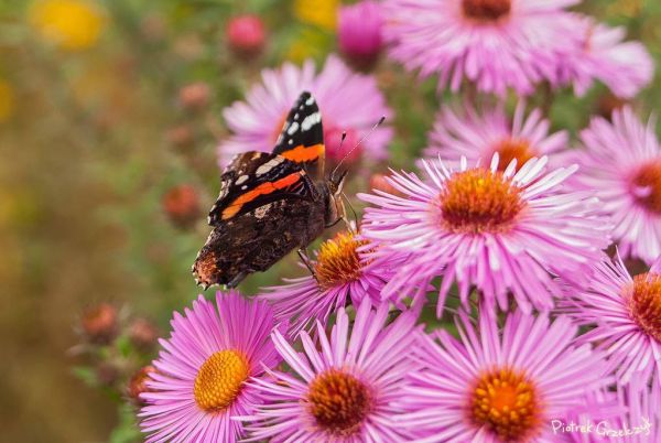 Fotografia przyrodnicza