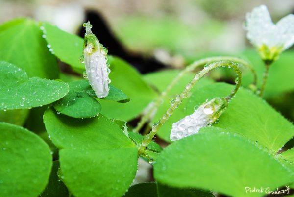 Fotografia przyrodnicza