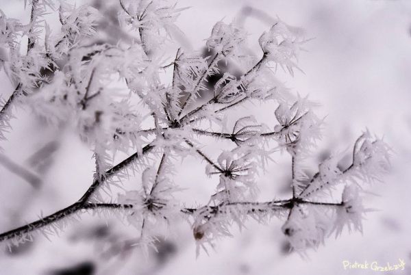 Fotografia przyrodnicza