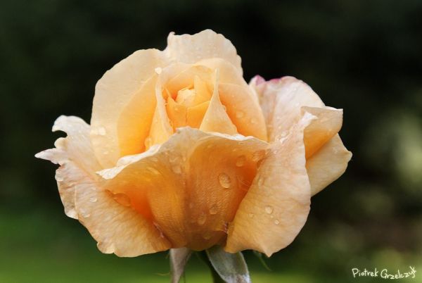 Fotografia przyrodnicza