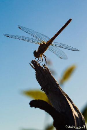 Fotografia przyrodnicza