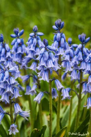 Fotografia przyrodnicza