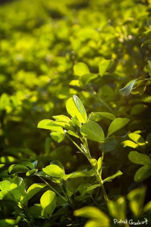 Fotografia przyrodnicza