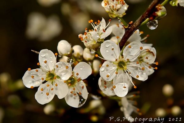 Fotografia przyrodnicza