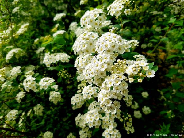 Łazienki Królewskie w Warszawie
