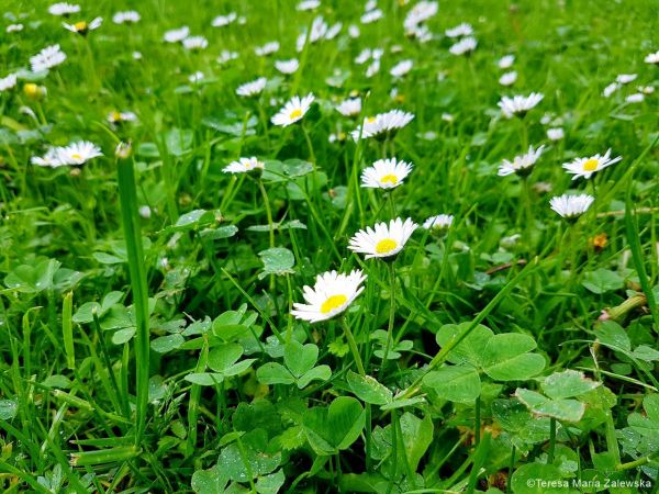 Łazienki Królewskie w Warszawie