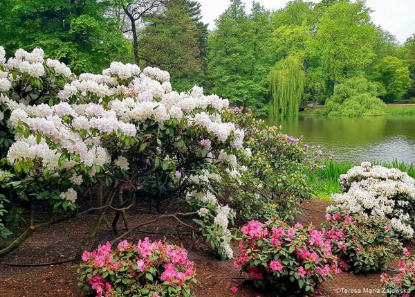 Łazienki Królewskie w Warszawie