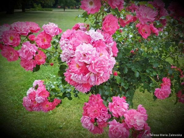 Łazienki Królewskie w Warszawie