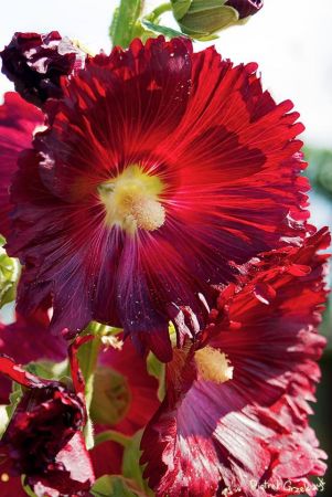 Fotografia przyrodnicza