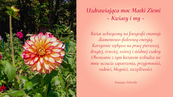 Uzdrawiająca moc Matki Ziemi. Kwiaty i my