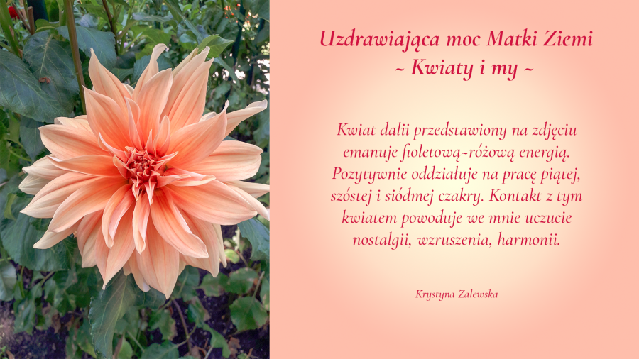 Uzdrawiająca moc Matki Ziemi. Kwiaty i my